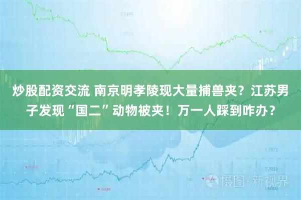 炒股配资交流 南京明孝陵现大量捕兽夹？江苏男子发现“国二”动物被夹！万一人踩到咋办？