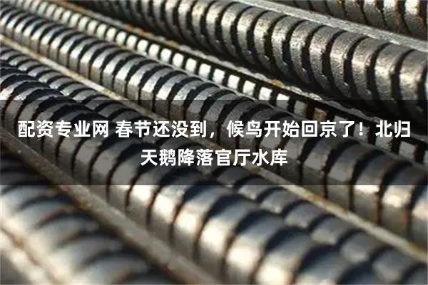 配资专业网 春节还没到，候鸟开始回京了！北归天鹅降落官厅水库